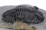 Detailed Hollardops Trilobite Fossil - Morocco #359500-2